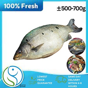 [Quantum Ecofarm] Jade Perch ± 500-750gm/pcs (Already cleaned inners but scales intact) [Delivery within Klang Valley]